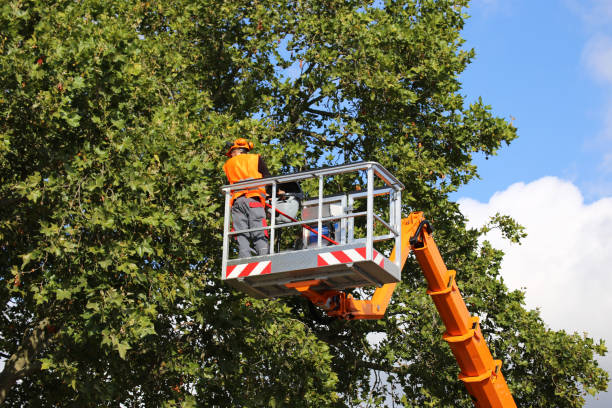 Best Tree Mulching Services  in Sauk Rapids, MN