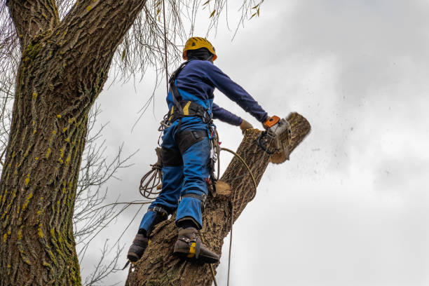 How Our Tree Care Process Works  in  Sauk Rapids, MN